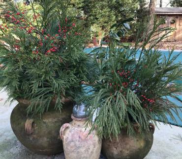 Planting with Christmas in Mind