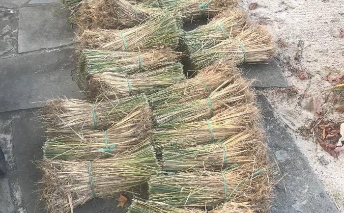 A Lawn Alternative – American Beachgrass