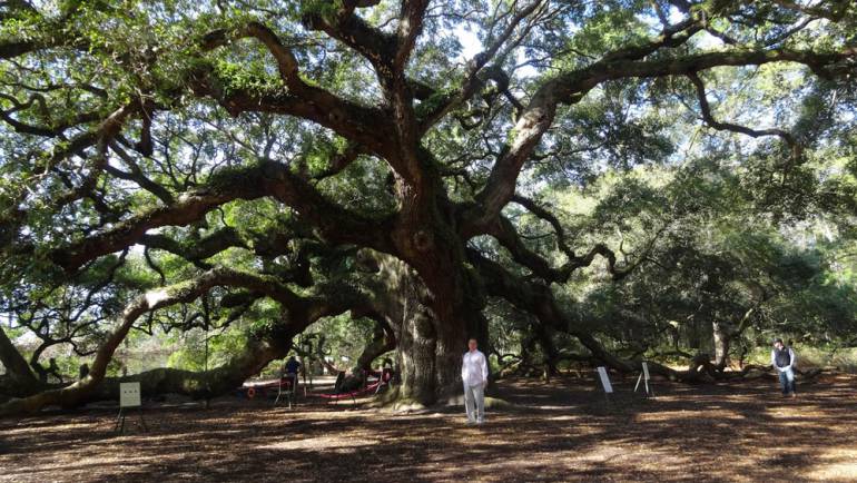 The Angel Oak Tree