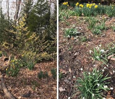 Planting to Transition from Winter to Spring