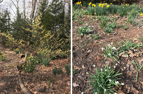 Planting to Transition from Winter to Spring